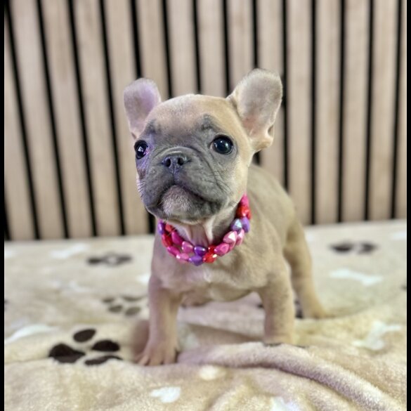 French Bulldog