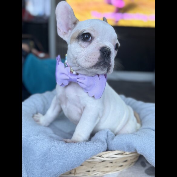 French Bulldog