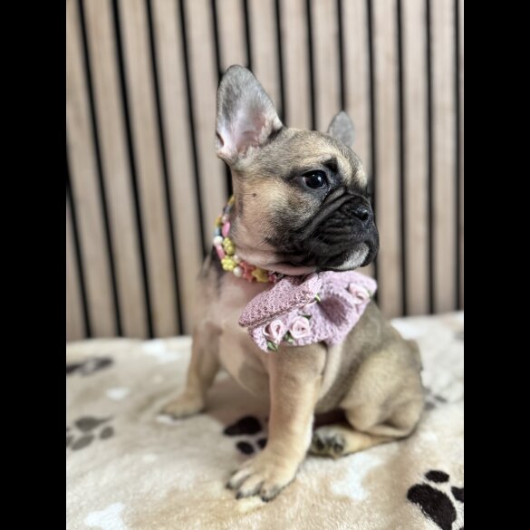French Bulldog