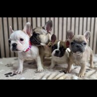 French Bulldog