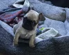 Frug