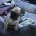 Frug