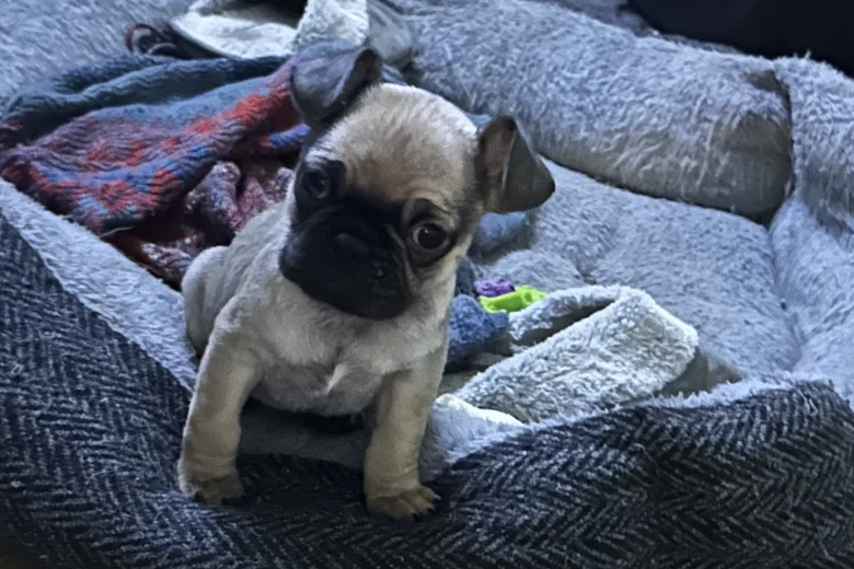 Frug