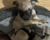 Frug