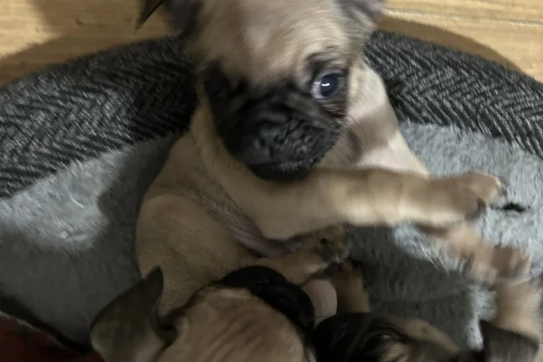Frug