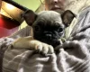 Frug