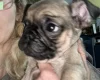 Frug