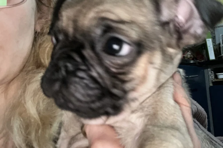 Frug