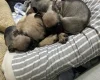 Frug