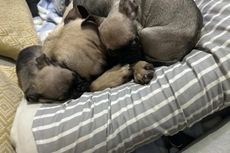 Frug
