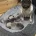 Frug
