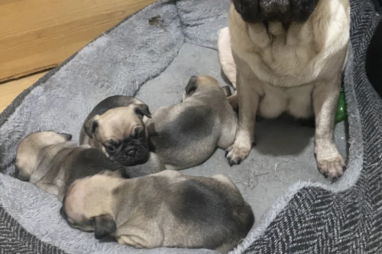 Frug
