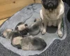 Frug