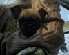 Frug