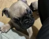 Frug