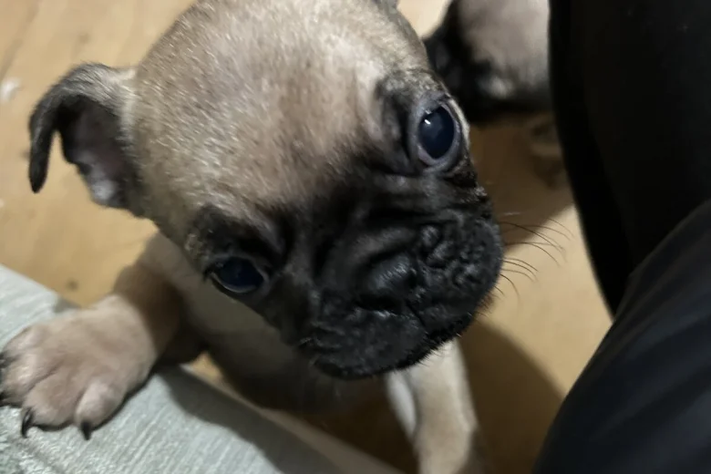 Frug