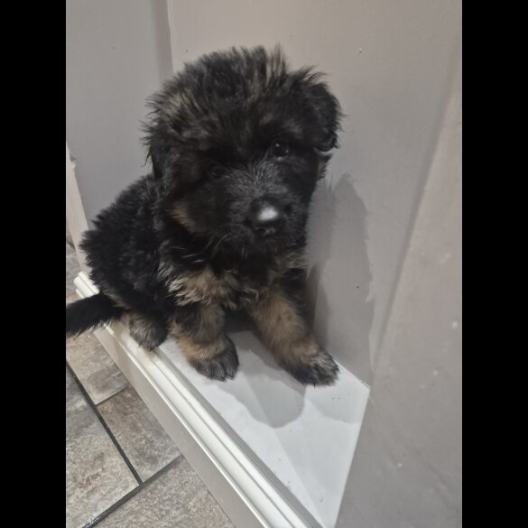 German Shepherd (Alsatian)