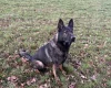 German Shepherd (Alsatian)