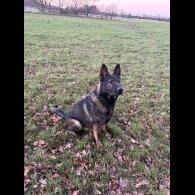 German Shepherd (Alsatian)