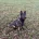German Shepherd (Alsatian)