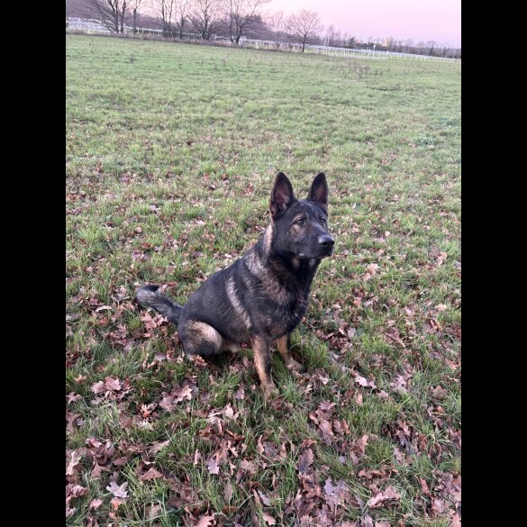 German Shepherd (Alsatian)