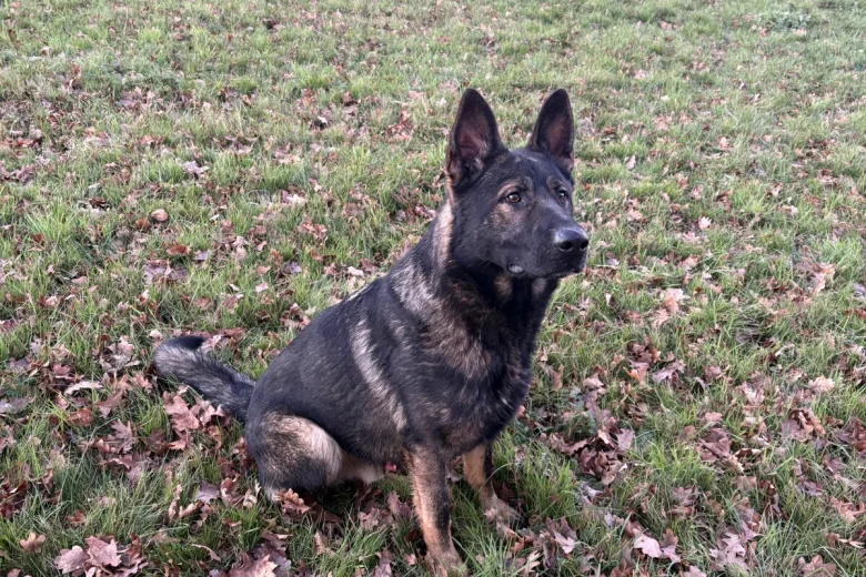 German Shepherd (Alsatian)