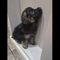 German Shepherd (Alsatian)