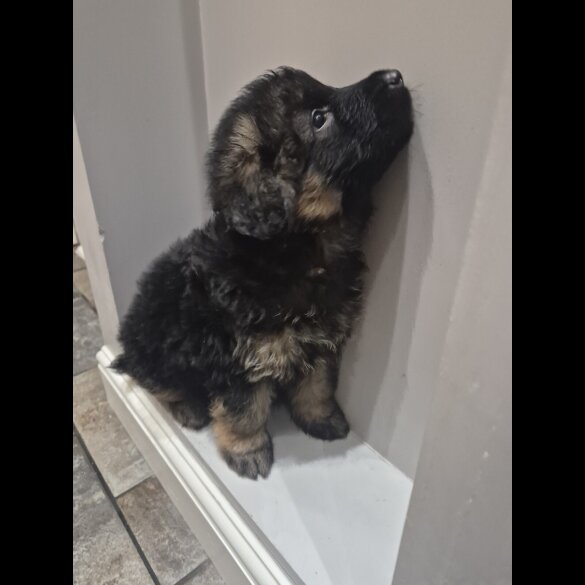 German Shepherd (Alsatian)