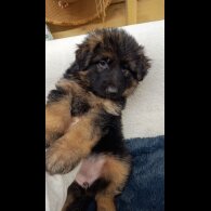 German Shepherd (Alsatian)