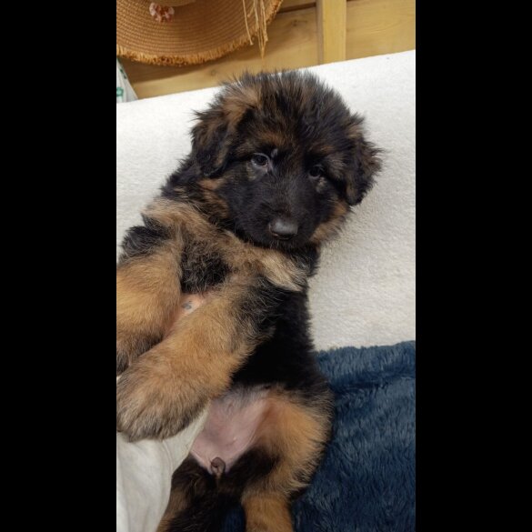 German Shepherd (Alsatian)