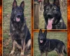 German Shepherd (Alsatian)