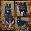 German Shepherd (Alsatian)