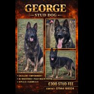 German Shepherd (Alsatian)