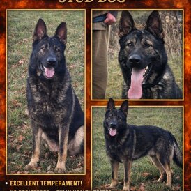 German Shepherd (Alsatian)