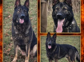 German Shepherd (Alsatian)