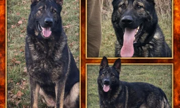 German Shepherd (Alsatian)