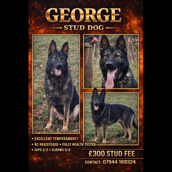 German Shepherd (Alsatian)