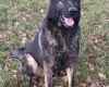 German Shepherd (Alsatian)