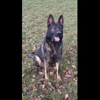 German Shepherd (Alsatian)