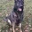 German Shepherd (Alsatian)
