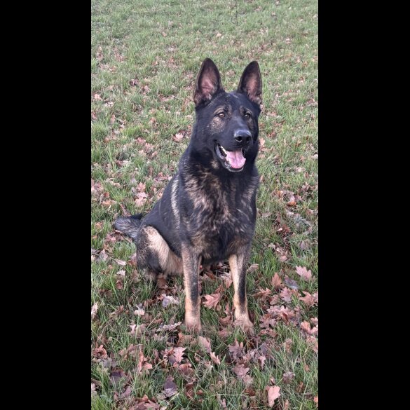 German Shepherd (Alsatian)