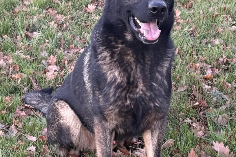 German Shepherd (Alsatian)