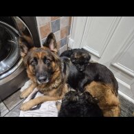 German Shepherd (Alsatian)