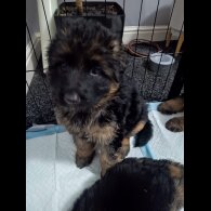 German Shepherd (Alsatian)