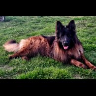 German Shepherd (Alsatian)