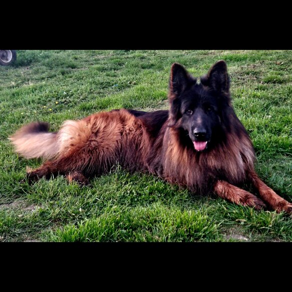 German Shepherd (Alsatian)