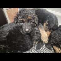 German Shepherd (Alsatian)