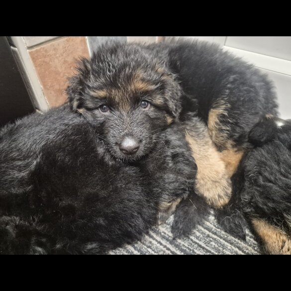 German Shepherd (Alsatian)