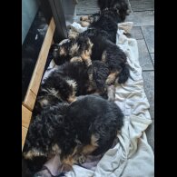 German Shepherd (Alsatian)