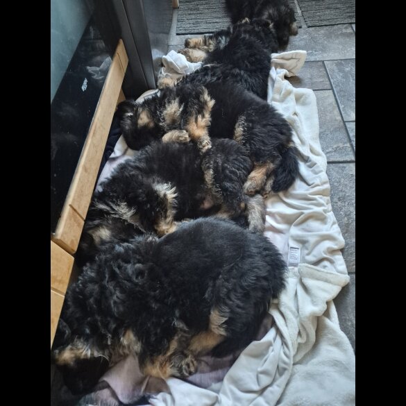 German Shepherd (Alsatian)